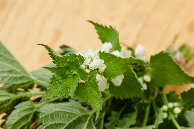 EXTRAITS DE PLANTES PRECIEUX : L'ESSENCE DE LA QUALITE NATURELLE ET BIOLOGIQUE DE LOGONA