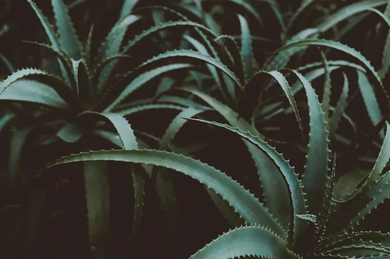 Les bienfaits de l'aloe vera bio, pour la peau